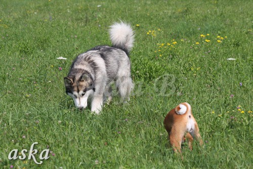 Zajčja dobrava - Aska in Loa - 3.7.2009 - foto povečava