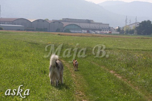 Zajčja dobrava - Aska in Loa - 3.7.2009 - foto povečava