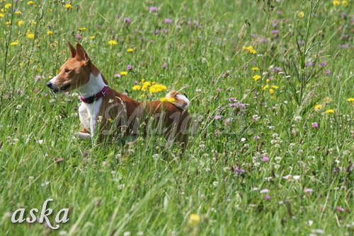 Zajčja dobrava - Aska in Loa - 3.7.2009 - foto