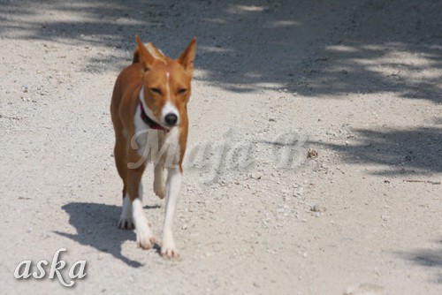 Zajčja dobrava - Aska in Loa - 3.7.2009 - foto