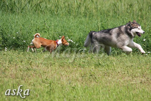 Zajčja dobrava - Aska in Loa - 3.7.2009 - foto