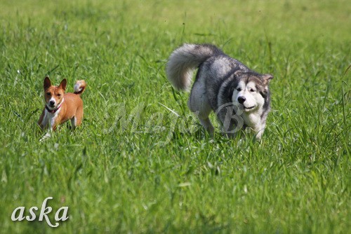 Zajčja dobrava - Aska in Loa - 3.7.2009 - foto