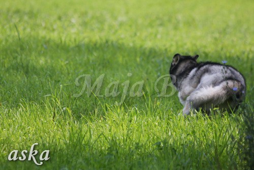 Zajčja dobrava - Aska in Loa - 3.7.2009 - foto povečava