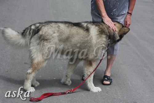 Vir - Aska in Athena - 7.7.2009 - foto