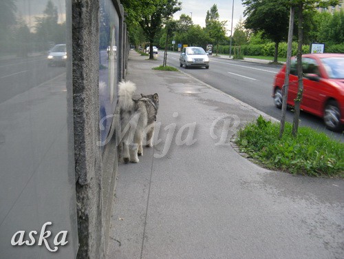 Sprehod - Aska in Kaja - 11.6.2009 - foto povečava