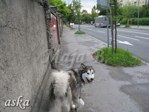 Sprehod - Aska in Kaja - 11.6.2009 - foto povečava