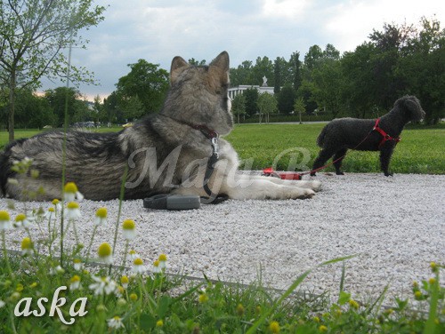 Sprehod - Aska in Kaja - 11.6.2009 - foto povečava