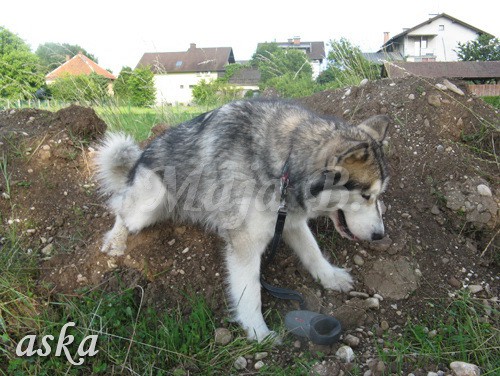 Sprehod - Aska in Kaja - 11.6.2009 - foto povečava