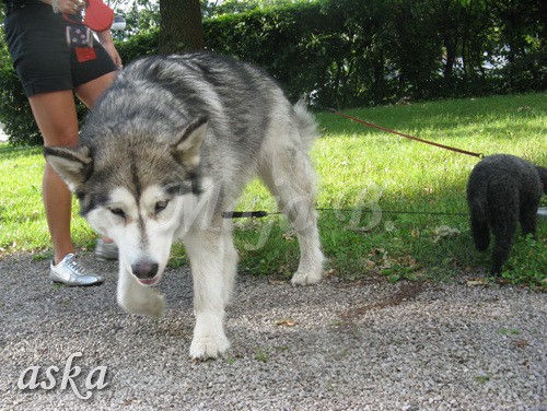 Sprehod - Aska in Kaja - 11.6.2009 - foto povečava