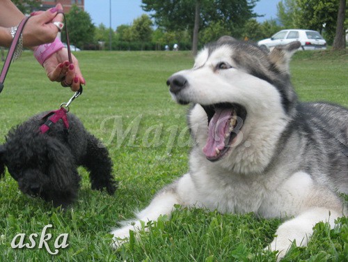 Sprehod - Aska in Kaja - 16.6.2009 - foto povečava