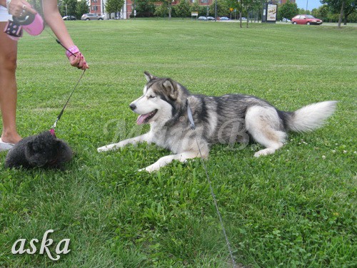 Sprehod - Aska in Kaja - 16.6.2009 - foto povečava