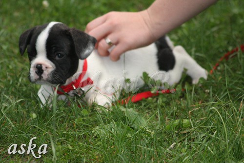 ŠKD BAJKA - igralne urice - 2.7.2009 - foto povečava