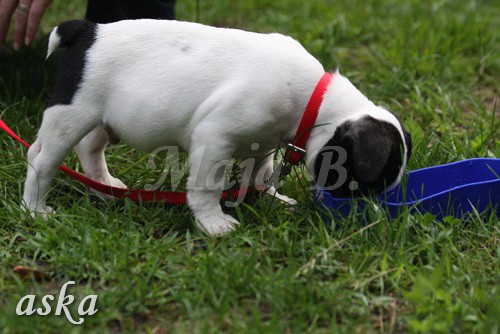 ŠKD BAJKA - igralne urice - 2.7.2009 - foto povečava