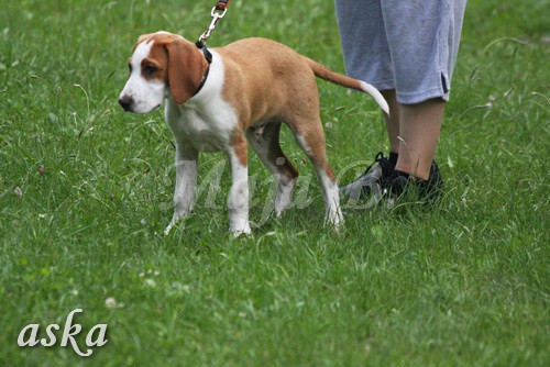 ŠKD BAJKA - igralne urice - 2.7.2009 - foto