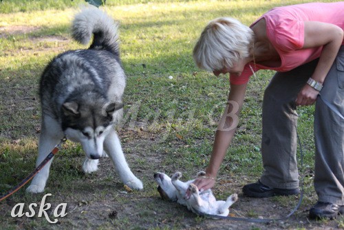 ŠKD BAJKA - mala šola in igralne urice - 18.6 - foto povečava