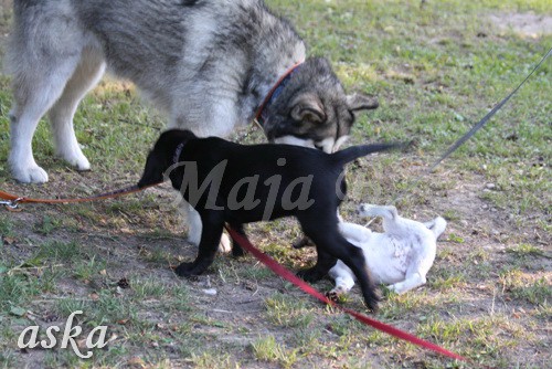 ŠKD BAJKA - mala šola in igralne urice - 18.6 - foto