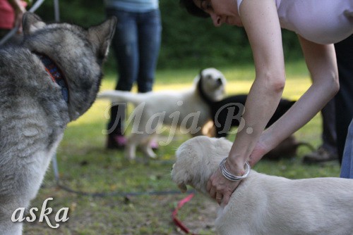 ŠKD BAJKA - mala šola in igralne urice - 18.6 - foto