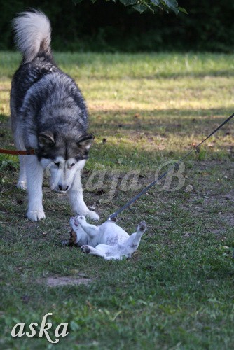 ŠKD BAJKA - mala šola in igralne urice - 18.6 - foto