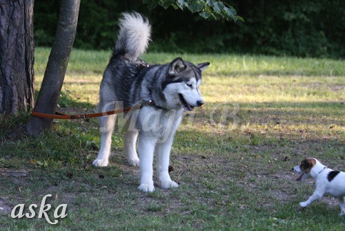 ŠKD BAJKA - mala šola in igralne urice - 18.6 - foto povečava