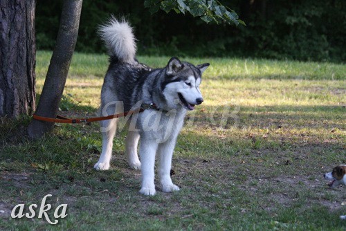 ŠKD BAJKA - mala šola in igralne urice - 18.6 - foto povečava