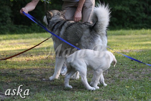 ŠKD BAJKA - mala šola in igralne urice - 18.6 - foto