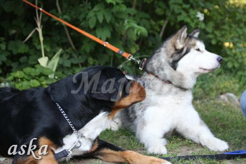 ŠKD BAJKA - mala šola in igralne urice - 18.6 - foto