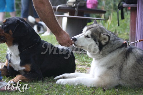 ŠKD BAJKA - mala šola in igralne urice - 18.6 - foto