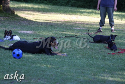 ŠKD BAJKA - mala šola in igralne urice - 18.6 - foto