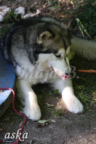 ŠKD BAJKA - mala šola in igralne urice - 18.6 - foto povečava