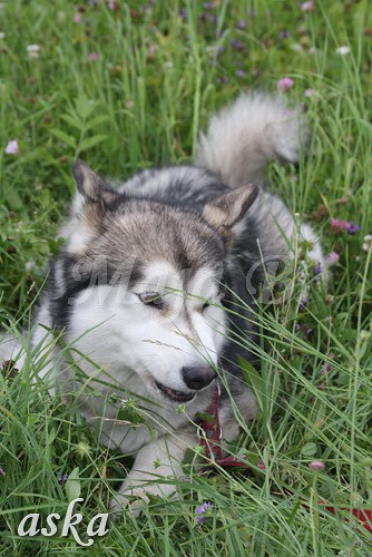 Aska in Aki - 18.7.2009 - foto povečava