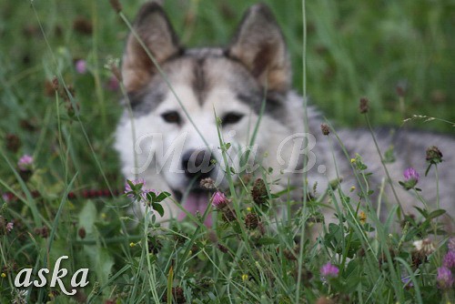 Aska in Aki - 18.7.2009 - foto