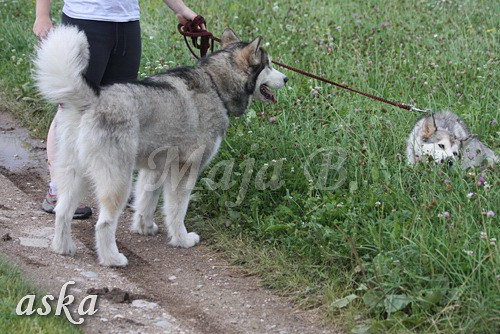 Aska in Aki - 18.7.2009 - foto