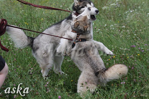 Aska in Aki - 18.7.2009 - foto povečava