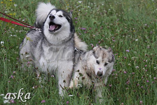 Aska in Aki - 18.7.2009 - foto povečava