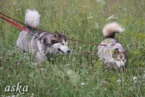 Aska in Aki - 18.7.2009 - foto povečava