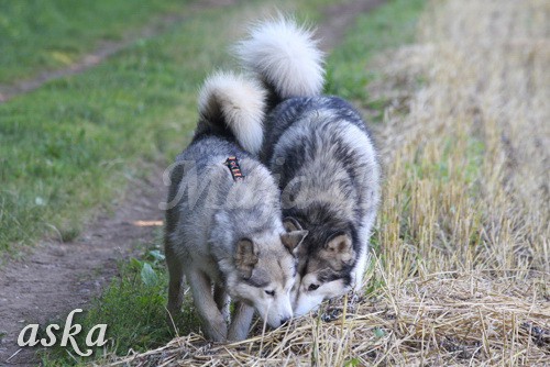 Aska in Aki - 20.7.2009 - foto