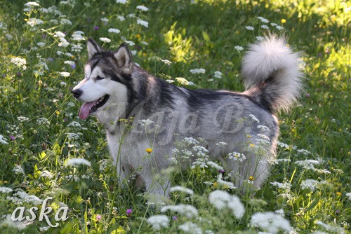 Aska in Aki - 20.7.2009 - foto povečava