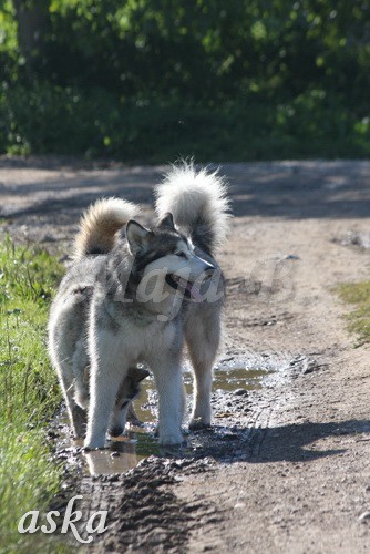 Aska in Aki - 20.7.2009 - foto