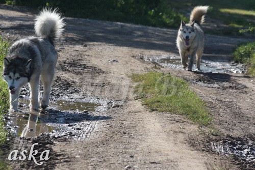 Aska in Aki - 20.7.2009 - foto