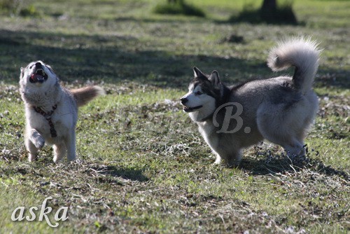 Aska in Aki - 20.7.2009 - foto