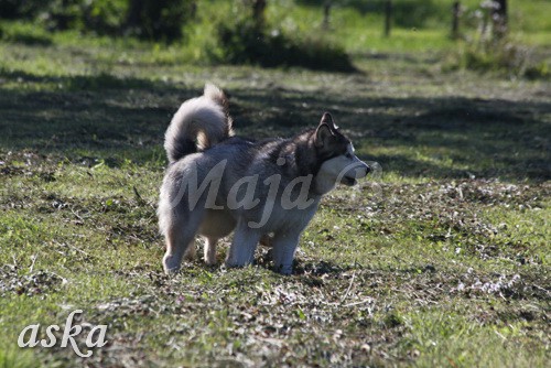 Aska in Aki - 20.7.2009 - foto