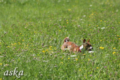 Zajčja dobrava - Aska in Loa - 24.7.2009 - foto povečava