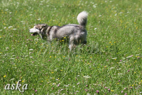 Zajčja dobrava - Aska in Loa - 24.7.2009 - foto