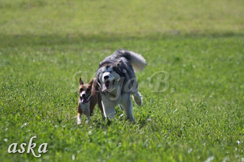 Zajčja dobrava - Aska in Loa - 24.7.2009 - foto povečava