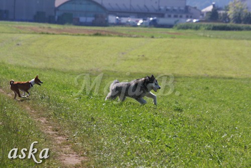 Zajčja dobrava - Aska in Loa - 24.7.2009 - foto povečava