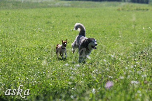 Zajčja dobrava - Aska in Loa - 24.7.2009 - foto povečava