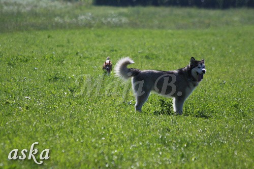 Zajčja dobrava - Aska in Loa - 24.7.2009 - foto povečava