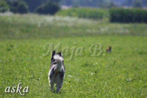 Zajčja dobrava - Aska in Loa - 24.7.2009 - foto povečava