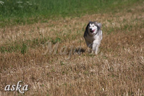 Zajčja dobrava - Aska in Loa - 24.7.2009 - foto povečava