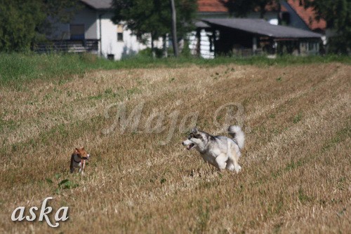 Zajčja dobrava - Aska in Loa - 24.7.2009 - foto povečava